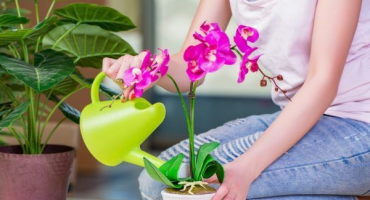 Jak používat bona forte - účinné hnojivo pro orchideje